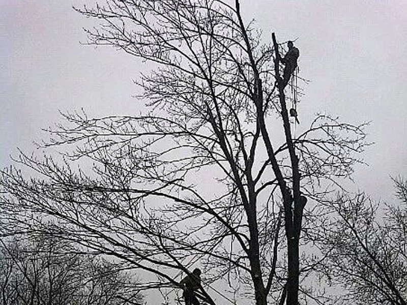 Cabling & Bracing