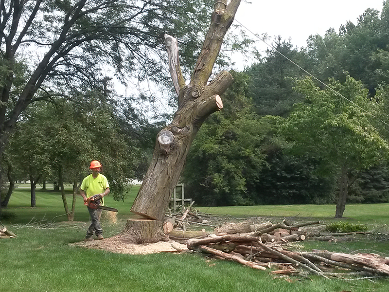 Tree Removal