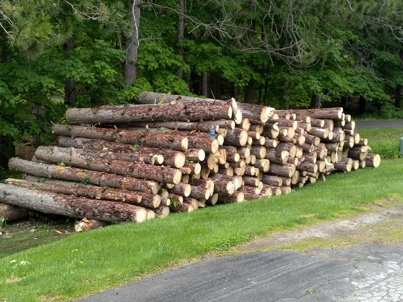 Northern Michigan tree service