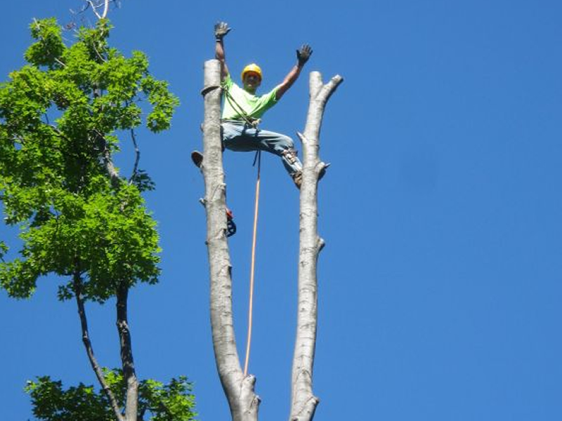 Tree Trimming