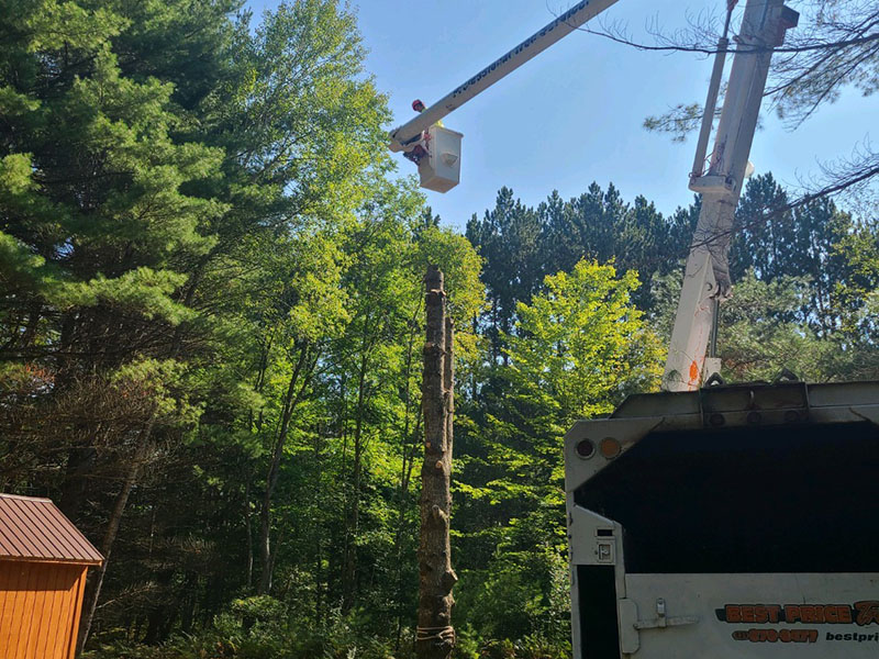 Northern Michigan tree service