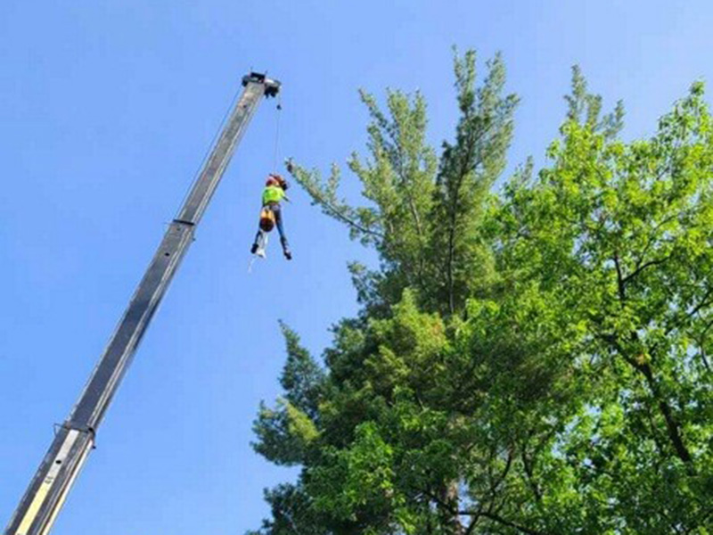 Tree removal work
