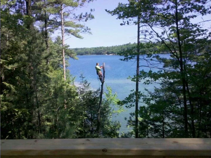 View & Lot Clearing
