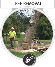 Tree Removal
