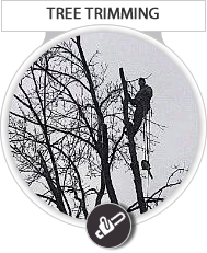 Tree Trimming